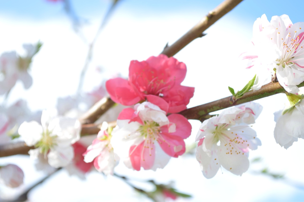 f:id:haru_ban:20140404221450j:plain f:id:haru_ban:20140404221450j:plain