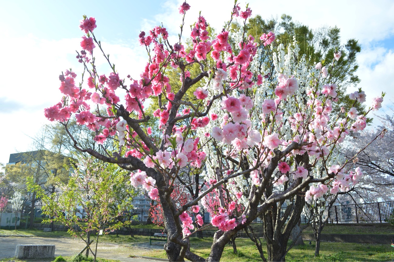 f:id:haru_ban:20140404221740j:plain f:id:haru_ban:20140404221740j:plain