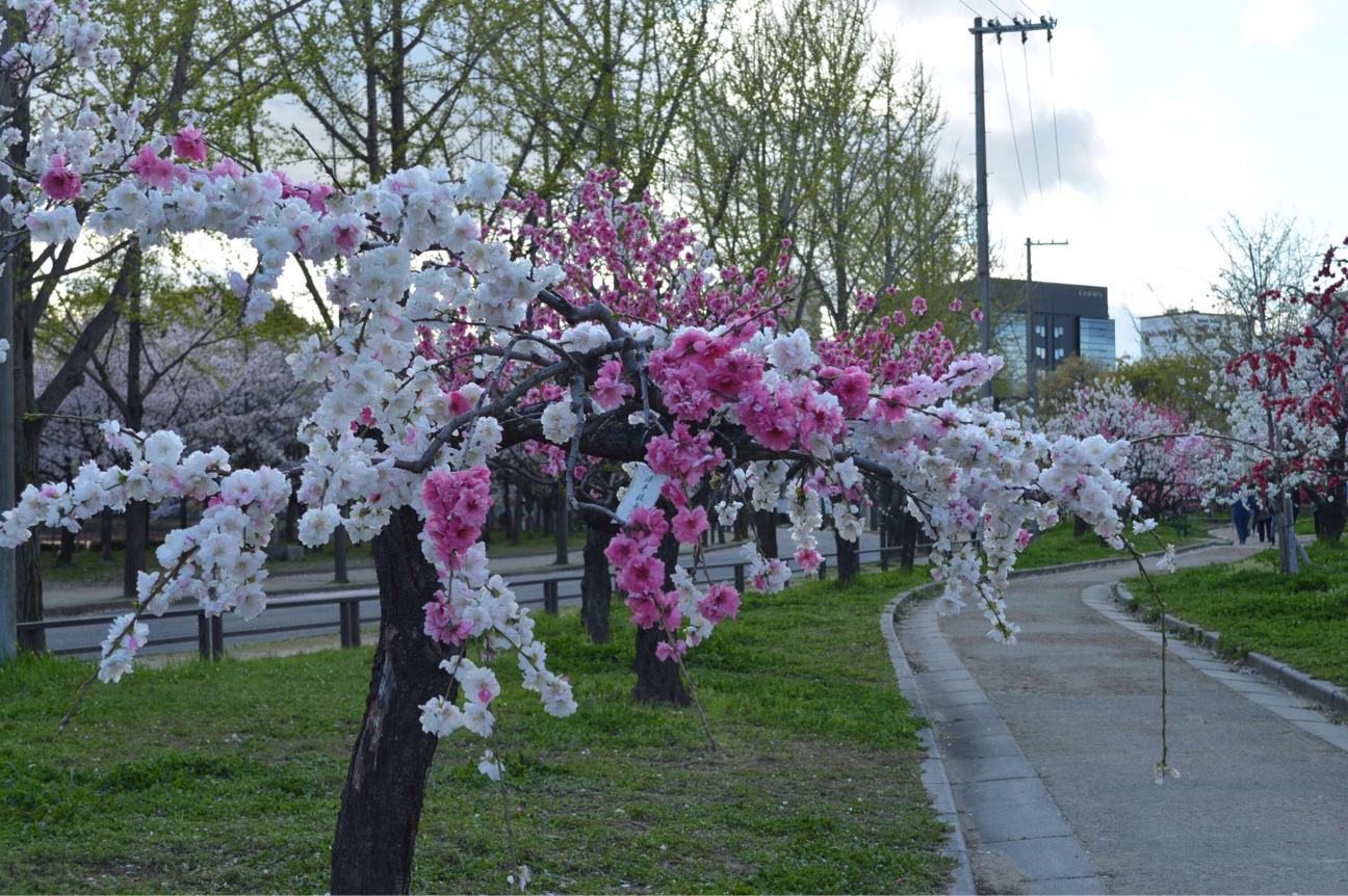 f:id:haru_ban:20140404222130j:plain f:id:haru_ban:20140404222130j:plain