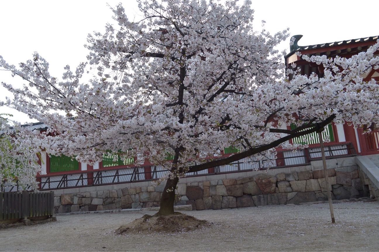 f:id:haru_ban:20140408231221j:plain f:id:haru_ban:20140408231221j:plain