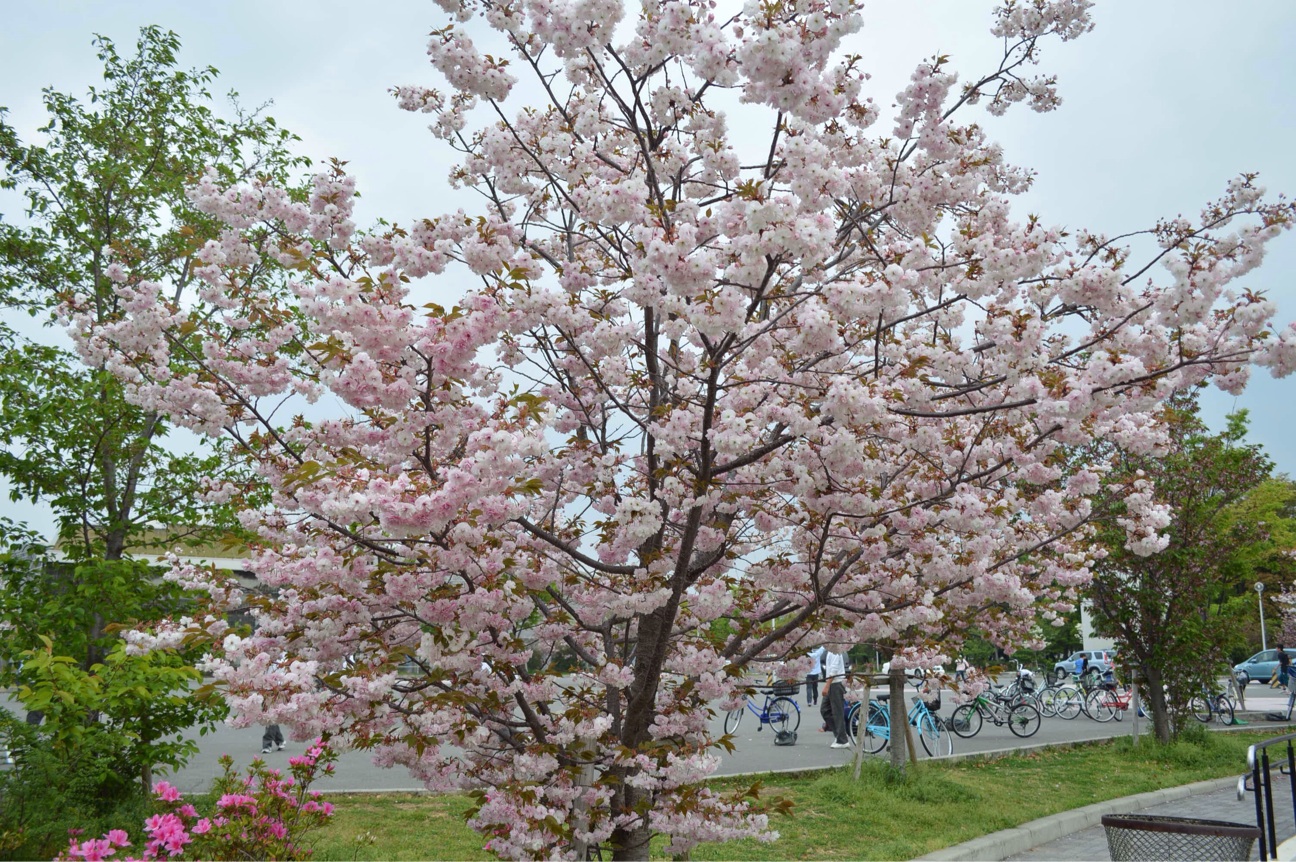 f:id:haru_ban:20140418224951j:plain f:id:haru_ban:20140418224951j:plain