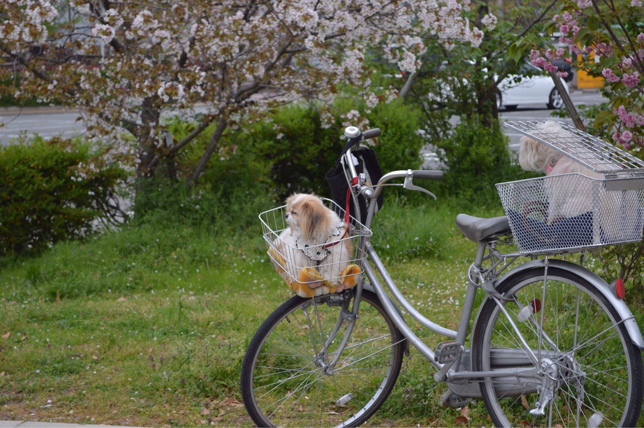 f:id:haru_ban:20140418225018j:plain f:id:haru_ban:20140418225018j:plain