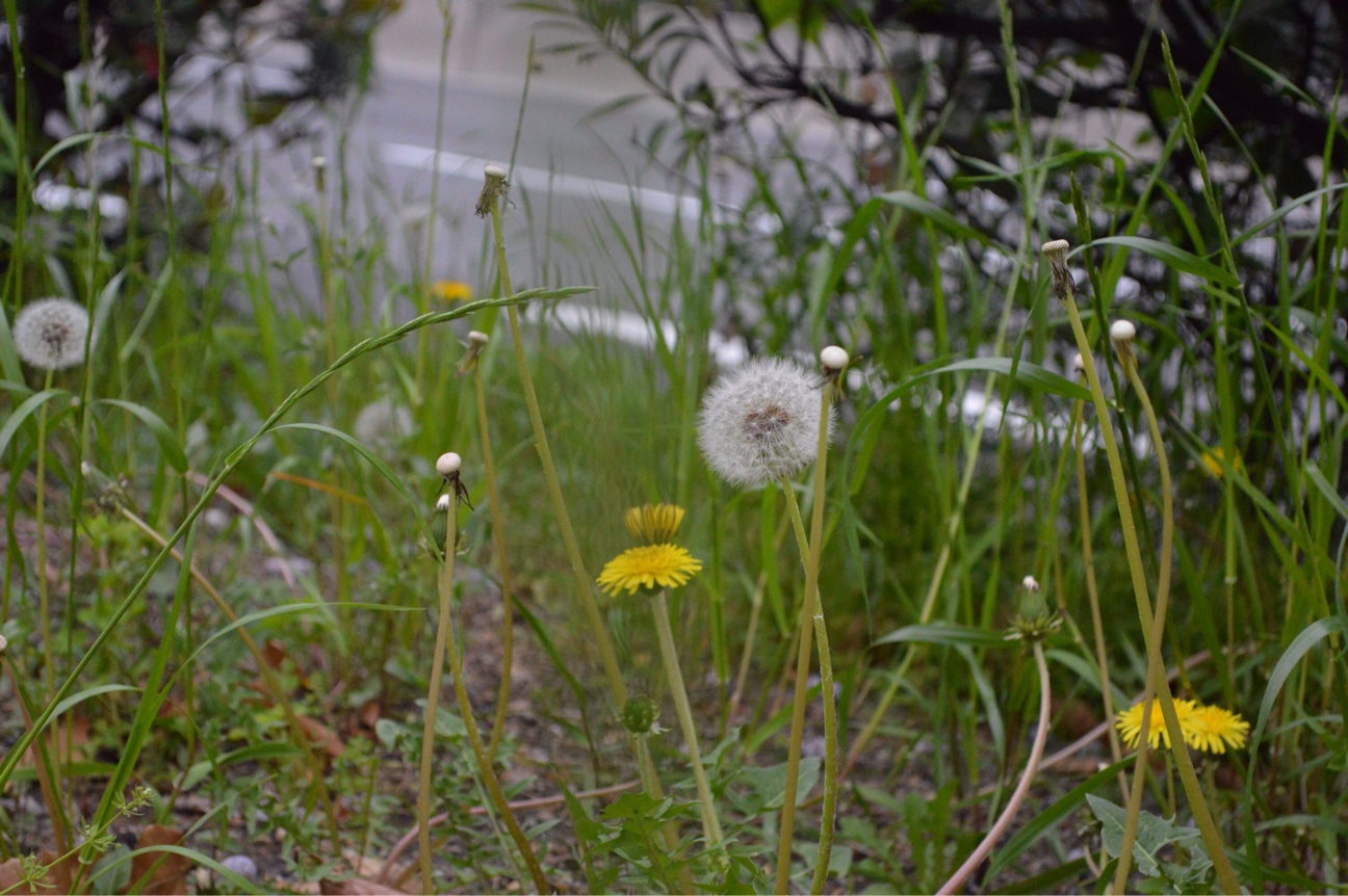 f:id:haru_ban:20140418225129j:plain f:id:haru_ban:20140418225129j:plain
