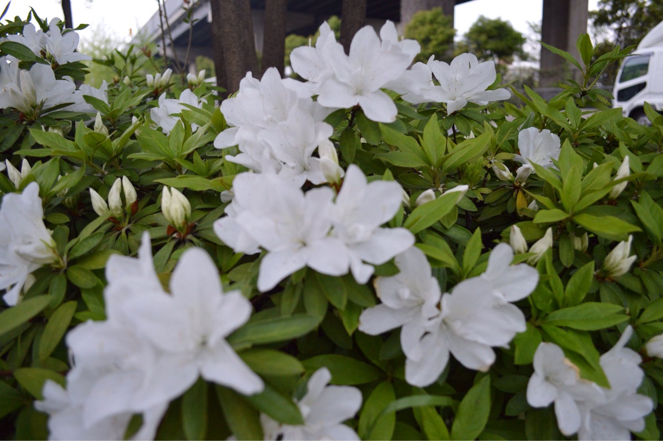 f:id:haru_ban:20140418225224j:plain f:id:haru_ban:20140418225224j:plain