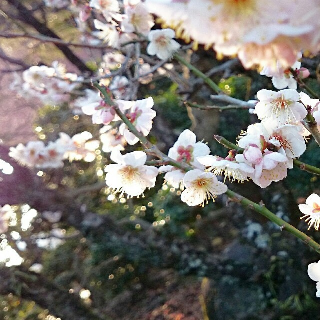 f:id:haruchii:20160128161611j:image f:id:haruchii:20160128161611j:image
