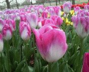 f:id:haruka_nostalgie:20120702231803j:image