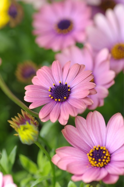f:id:harukainana:20150430064433j:plain f:id:harukainana:20150430064433j:plain
