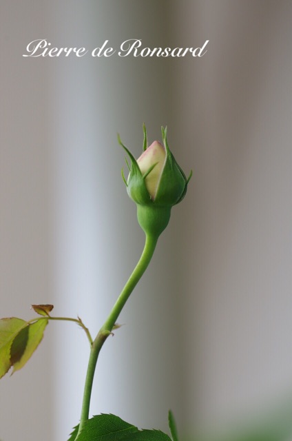 f:id:harukainana:20150430064500j:plain f:id:harukainana:20150430064500j:plain