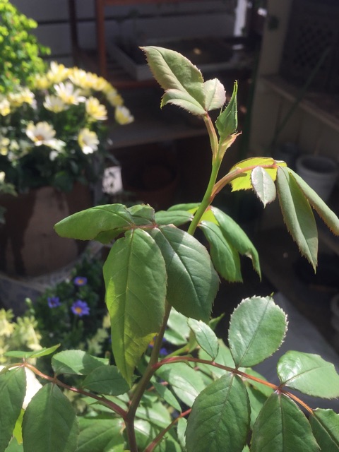 f:id:harukainana:20150430064700j:plain f:id:harukainana:20150430064700j:plain