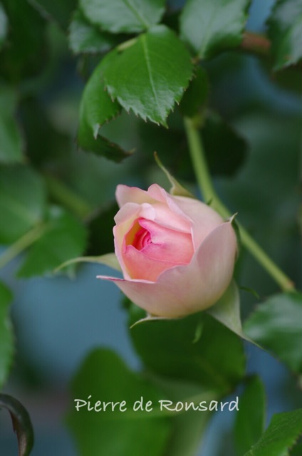 f:id:harukainana:20150505194250j:plain f:id:harukainana:20150505194250j:plain