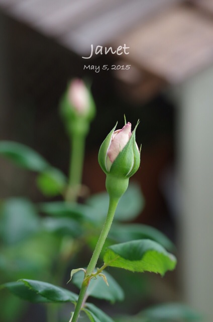 f:id:harukainana:20150505194303j:plain f:id:harukainana:20150505194303j:plain
