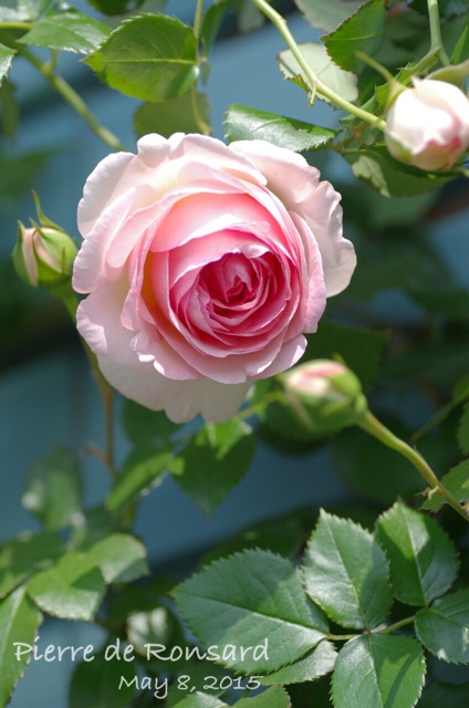 f:id:harukainana:20150514224303j:plain f:id:harukainana:20150514224303j:plain