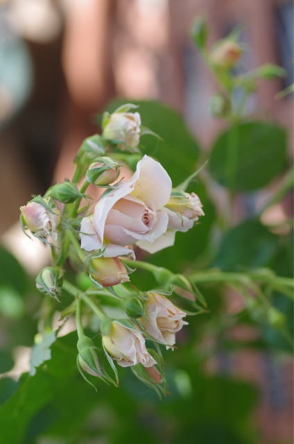 f:id:harukainana:20150514224814j:plain f:id:harukainana:20150514224814j:plain