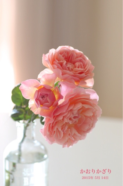 f:id:harukainana:20150514224846j:plain f:id:harukainana:20150514224846j:plain