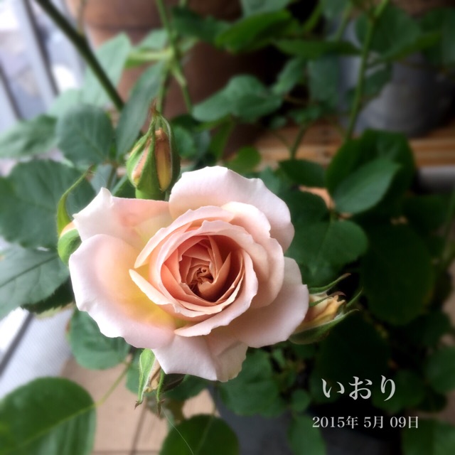 f:id:harukainana:20150514225148j:plain f:id:harukainana:20150514225148j:plain