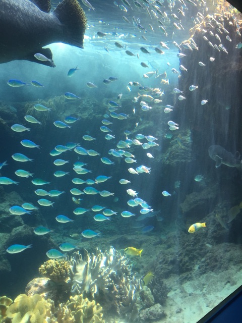 f:id:harukainana:20150514233037j:plain f:id:harukainana:20150514233037j:plain