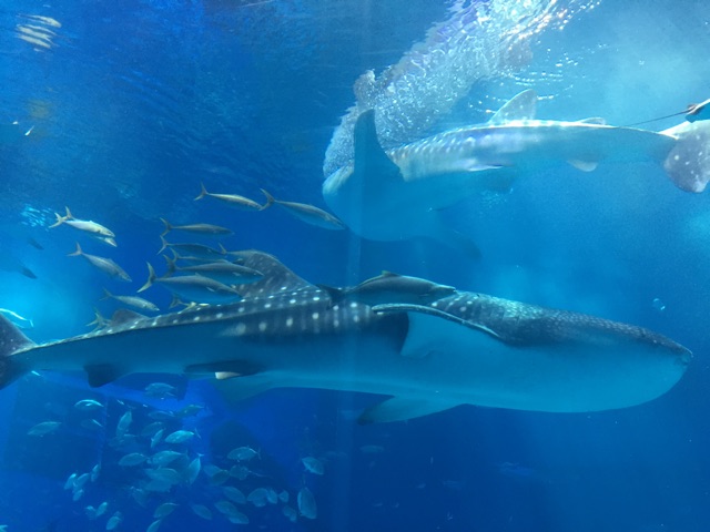 f:id:harukainana:20150514233129j:plain f:id:harukainana:20150514233129j:plain