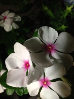 f:id:haruna333:20140826211003j:plain f:id:haruna333:20140826211003j:plain