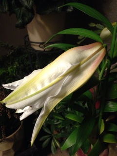 f:id:haruna333:20141226083029j:plain f:id:haruna333:20141226083029j:plain