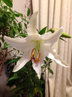 f:id:haruna333:20150104190029j:plain f:id:haruna333:20150104190029j:plain