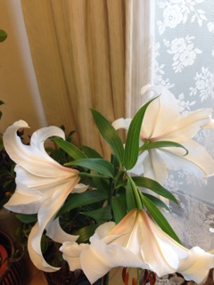 f:id:haruna333:20150121093102j:plain f:id:haruna333:20150121093102j:plain