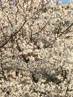 f:id:haruna333:20150404124234j:plain f:id:haruna333:20150404124234j:plain
