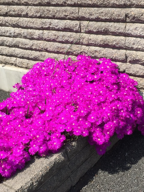 f:id:haruna333:20150525120104j:image f:id:haruna333:20150525120104j:image