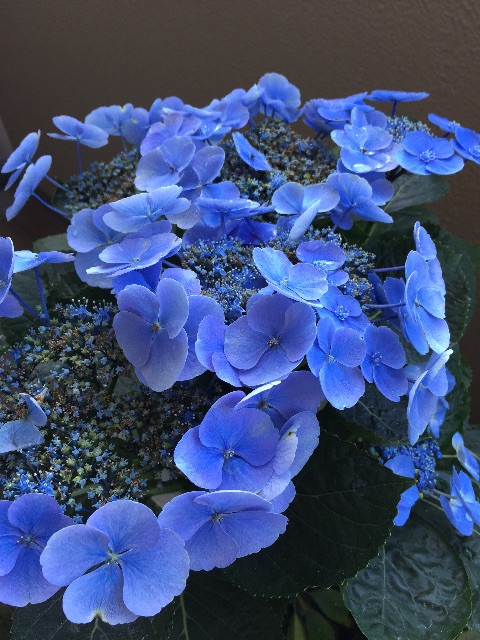 f:id:haruna333:20150602145000j:image f:id:haruna333:20150602145000j:image