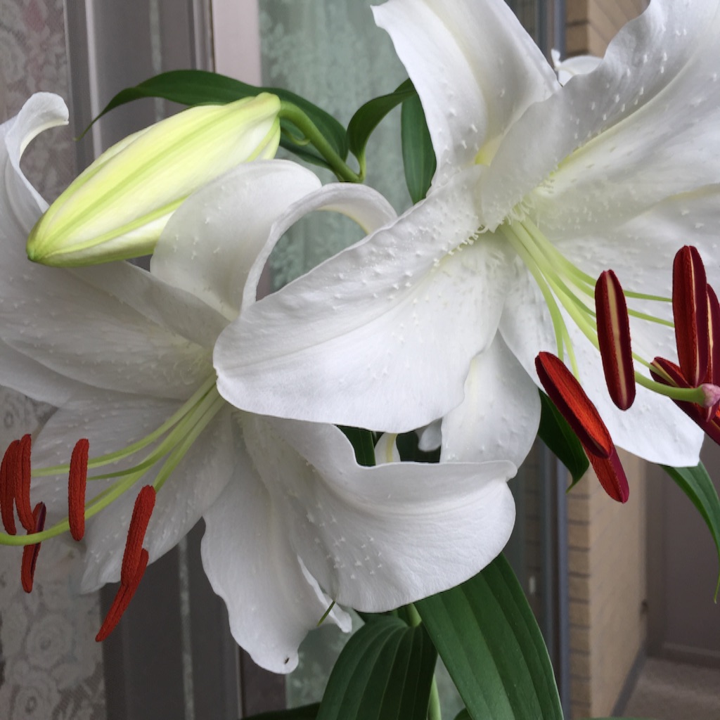 f:id:haruna333:20150808113307j:image f:id:haruna333:20150808113307j:image