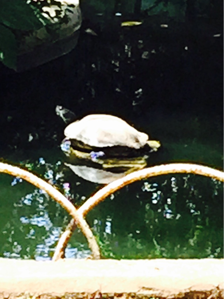 f:id:haruna333:20150811195828j:image f:id:haruna333:20150811195828j:image