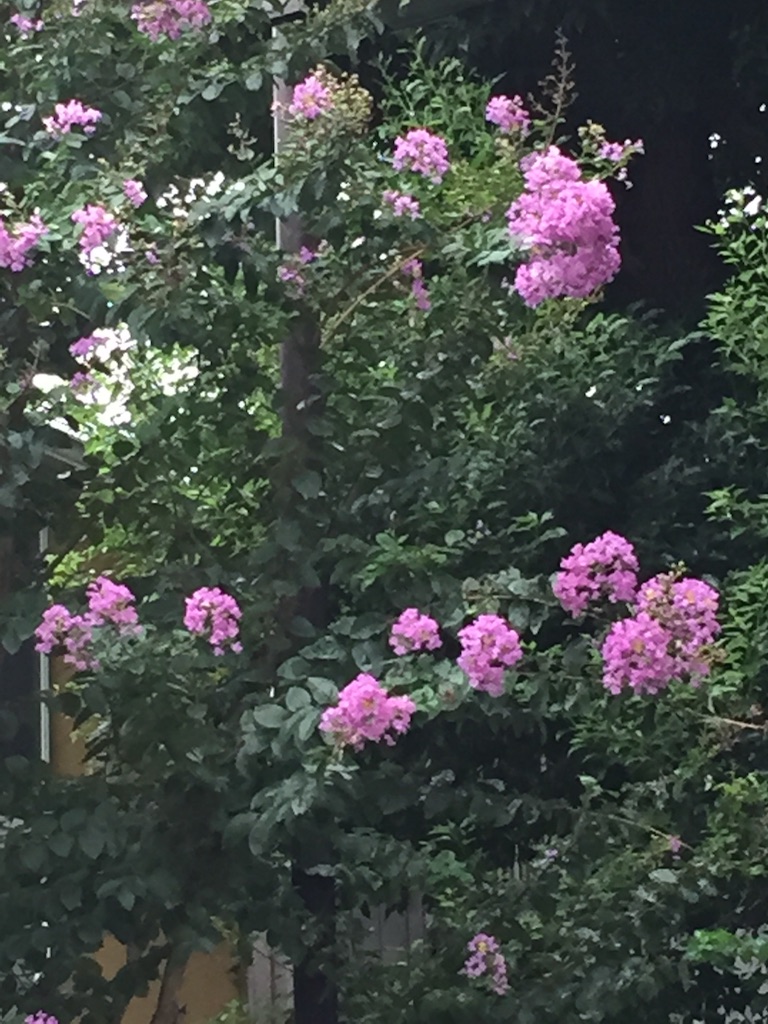 f:id:haruna333:20150830194558j:image f:id:haruna333:20150830194558j:image