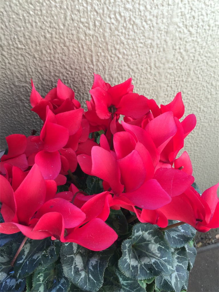 f:id:haruna333:20151230232351j:image f:id:haruna333:20151230232351j:image