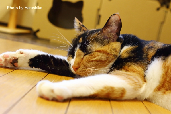 f:id:harushika1013:20151027230621j:plain f:id:harushika1013:20151027230621j:plain