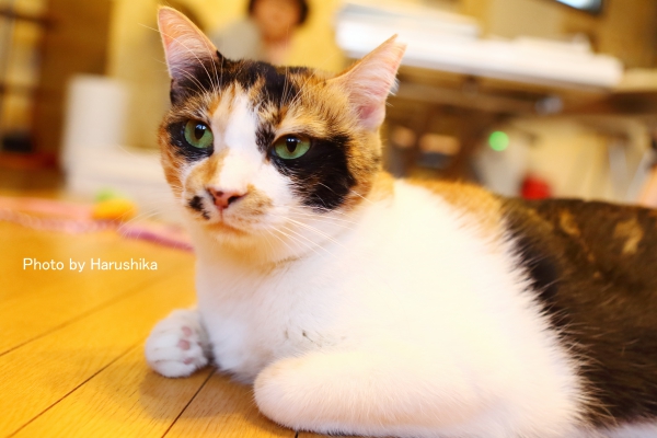 f:id:harushika1013:20151027230707j:plain f:id:harushika1013:20151027230707j:plain