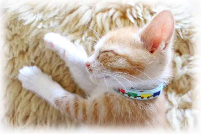 f:id:haruusagi_kyo:20160502102108j:plain