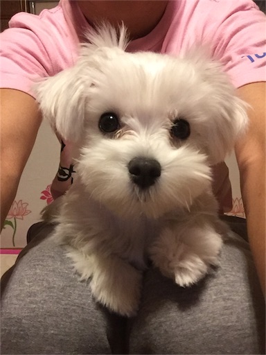 f:id:haruzen:20151211121027j:image f:id:haruzen:20151211121027j:image