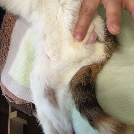f:id:haruzen:20160527121107j:image f:id:haruzen:20160527121107j:image