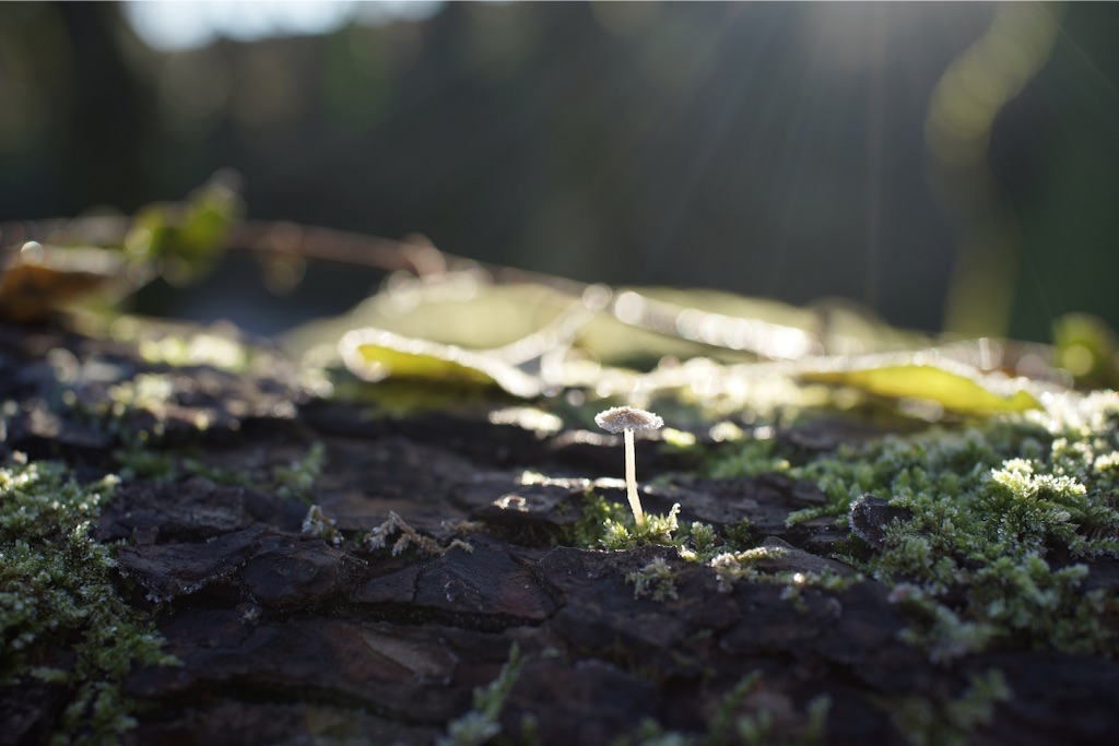 f:id:hassyphoto:20151229045418j:image f:id:hassyphoto:20151229045418j:image