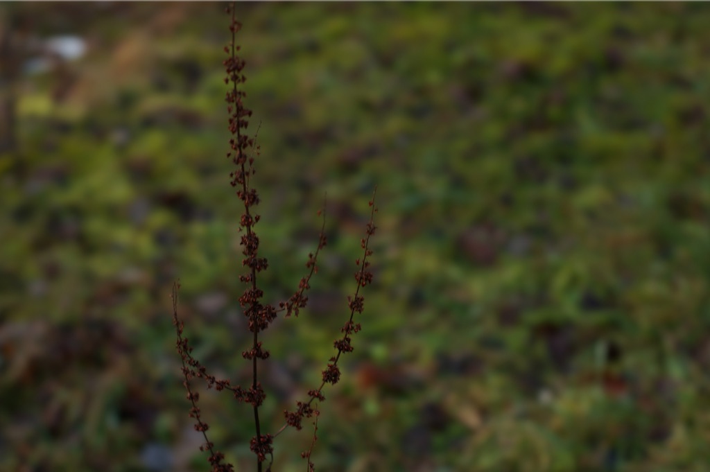 f:id:hassyphoto:20160125212651j:image f:id:hassyphoto:20160125212651j:image