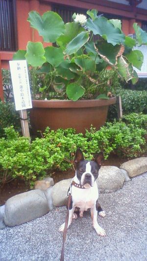 f:id:hasuyazouen:20100705062100j:image f:id:hasuyazouen:20100705062100j:image