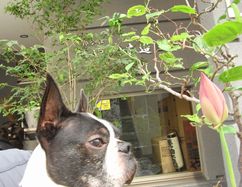 f:id:hasuyazouen:20100715150942j:image f:id:hasuyazouen:20100715150942j:image