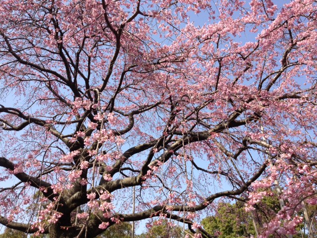 f:id:hasuyazouen:20120402091315j:image:w360 f:id:hasuyazouen:20120402091315j:image:w360
