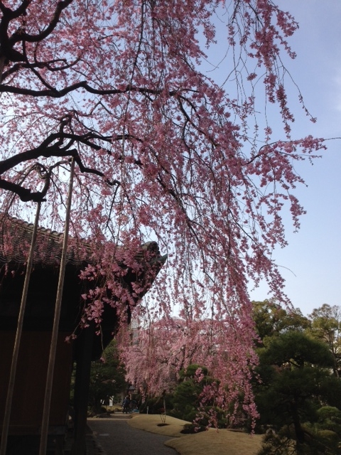 f:id:hasuyazouen:20120403080834j:image:w360 f:id:hasuyazouen:20120403080834j:image:w360