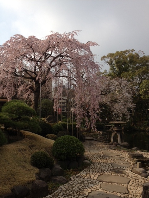 f:id:hasuyazouen:20120406080011j:image:w360 f:id:hasuyazouen:20120406080011j:image:w360