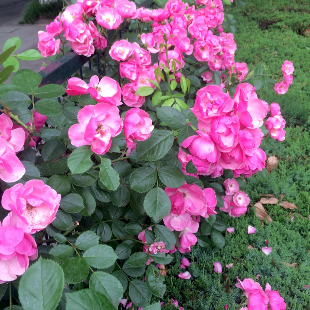 f:id:hatarakuchutsuma:20160510110609j:image f:id:hatarakuchutsuma:20160510110609j:image