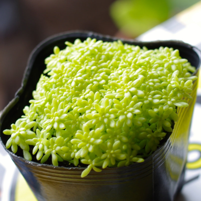 f:id:hatogaya-base:20141006105312j:plain