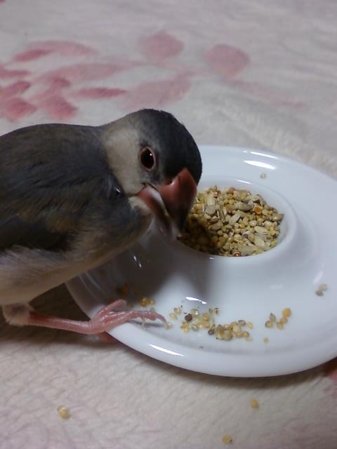 f:id:hatonouta:20160217152717j:plain f:id:hatonouta:20160217152717j:plain
