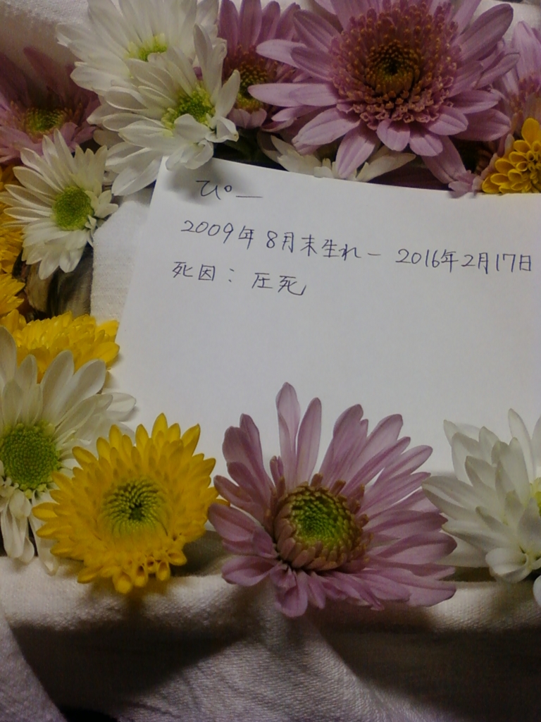 f:id:hatonouta:20160217162413j:plain f:id:hatonouta:20160217162413j:plain