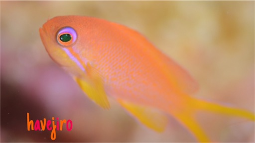 f:id:havejiro:20151218233250j:image f:id:havejiro:20151218233250j:image