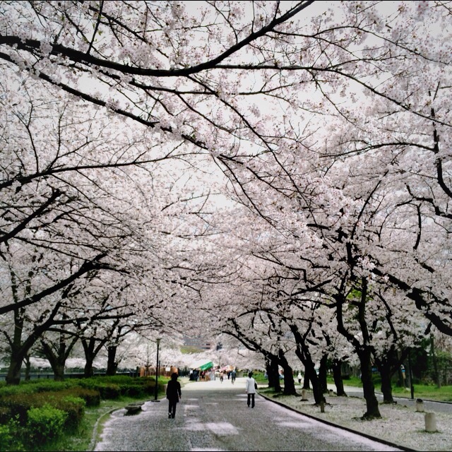 f:id:hawaiianberry:20140405214311j:plain f:id:hawaiianberry:20140405214311j:plain